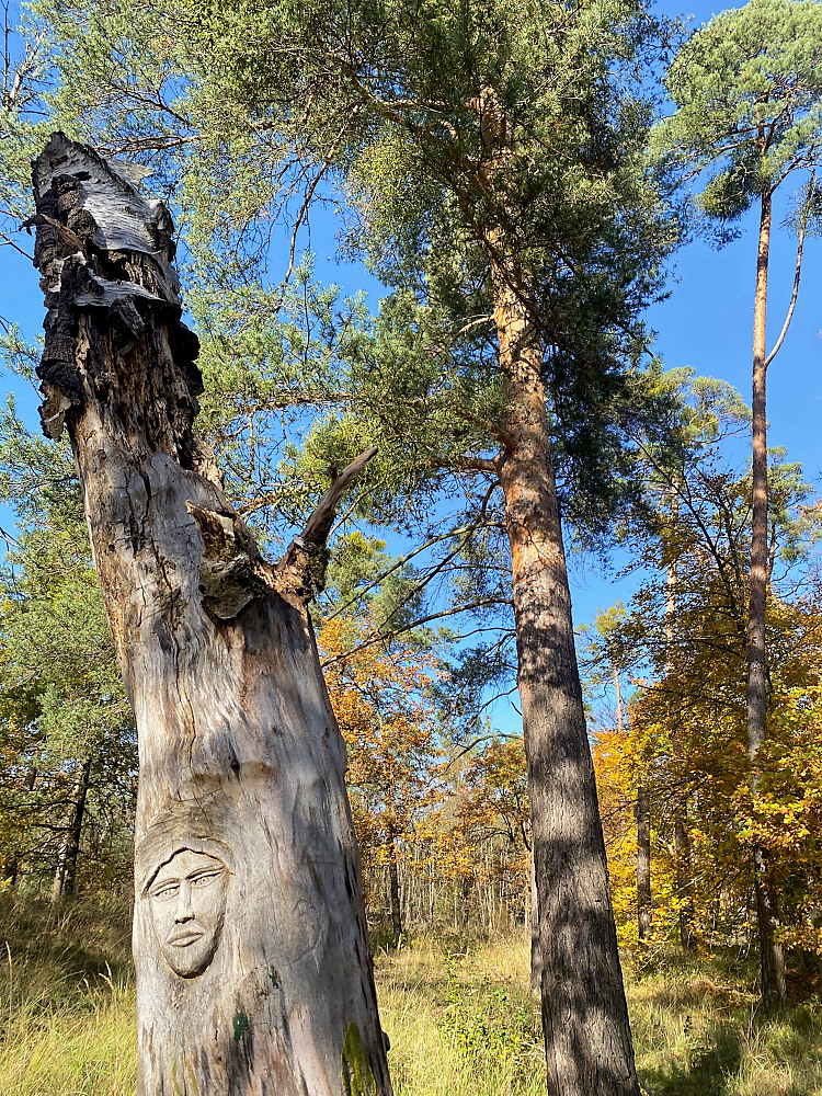 Schamanismus und Naturgeister - Waldbild mit Gesichtsrelief auf Baumstumpf